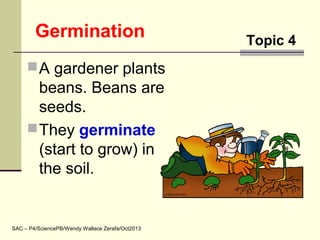 Germination
A gardener plants
beans. Beans are
seeds.
They germinate
(start to grow) in
the soil.
SAC – P4/SciencePB/Wendy Wallace Zerafa/Oct2013
Topic 4
 
