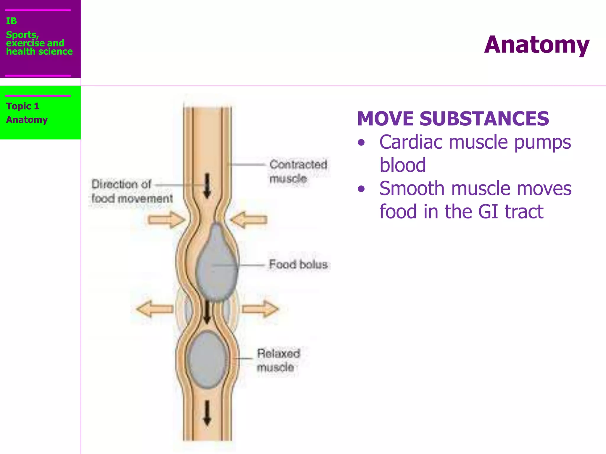 IB
Sports,
exercise and
health science Anatomy
Topic 1
Anatomy STABALIZE
• Postural muscles stabilize and maintain body
positions
 