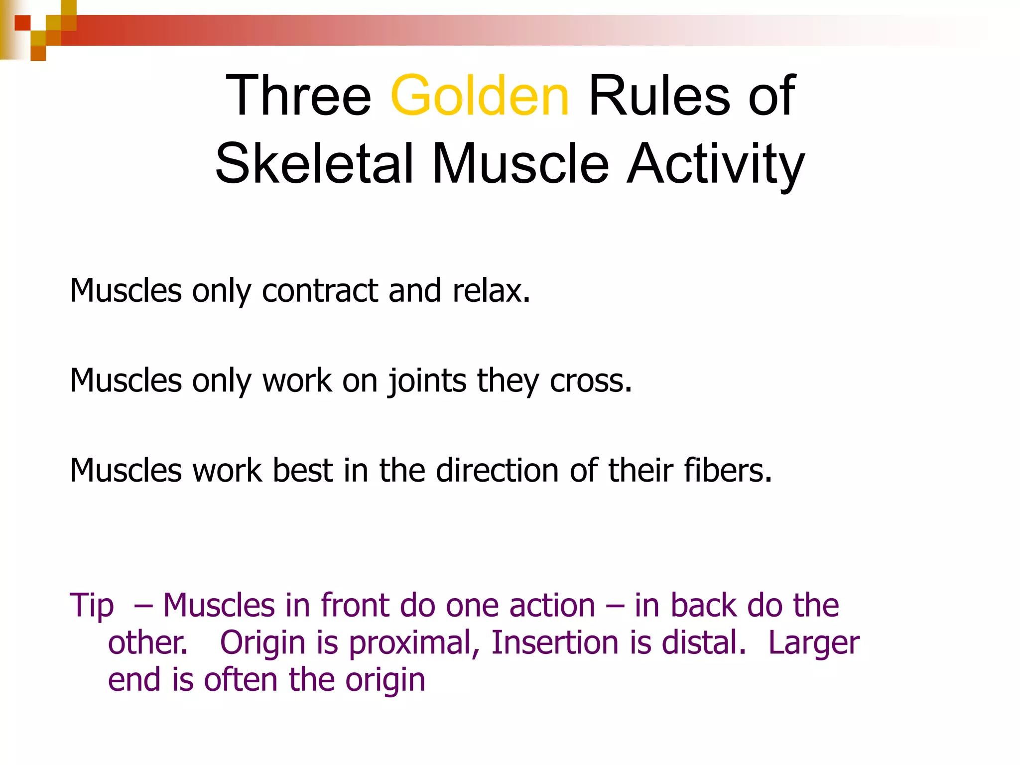 Muscle Attachment
 Origin- end of
muscle attached to
immovable (or less
moveable) bone
 Insertion- end of
muscle attached to
moveable bone
 During contraction,
insertion moves
toward origin
 