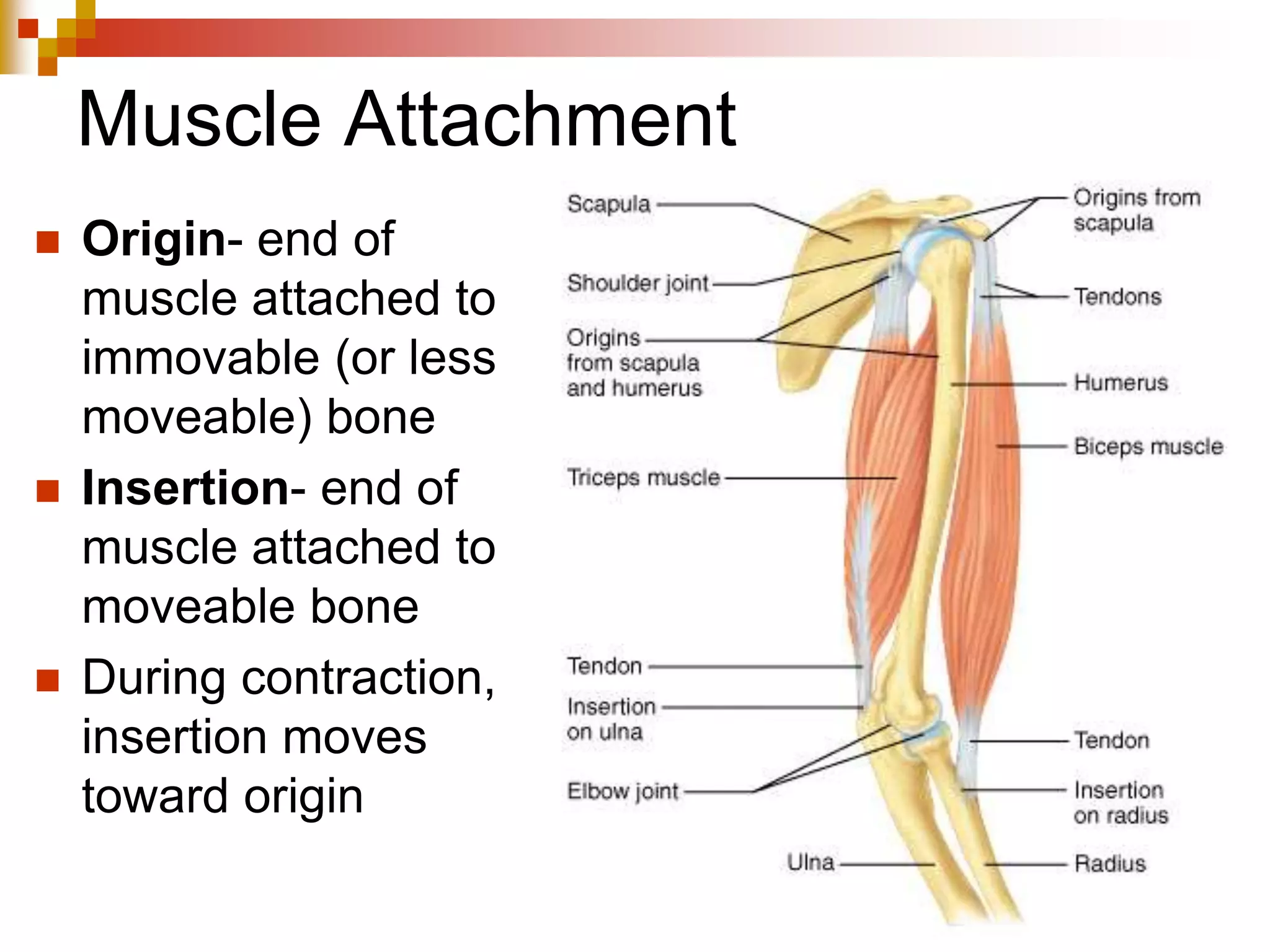 Interactions of Skeletal Muscles
 Agonist/ Prime movers - are the muscles
mostly responsible for the movement
 Antagonists - oppose/reverse movement
 Synergists - work with prime movers to
stabilize the muscle
 Fixators - work with prime movers to
stabilize bone or origin. These are mostly
found around the hip and shoulder joint.
 