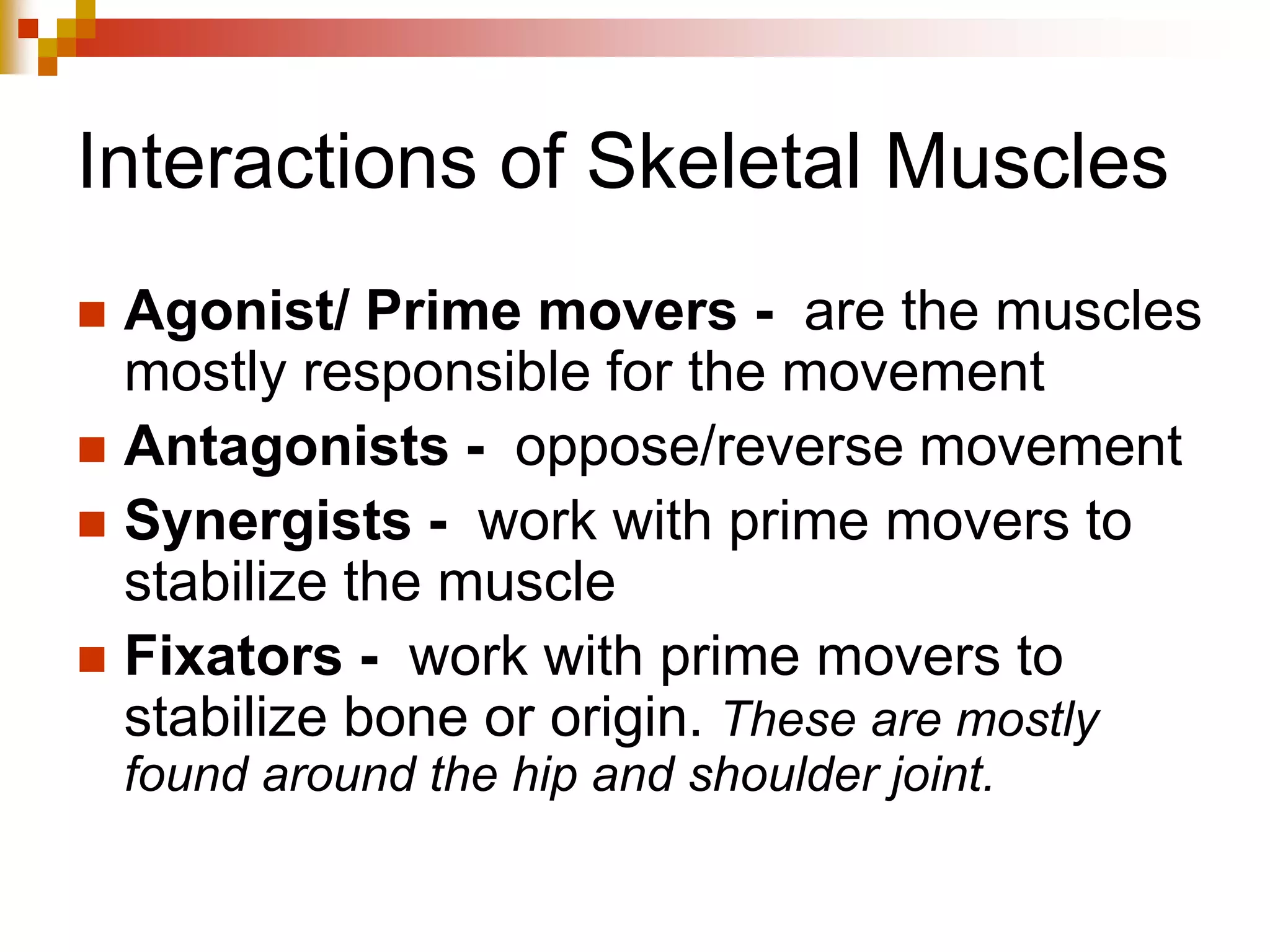 Flexion (Bending) of the Arm
• The muscle doing the work (contracting) and creating
the movement is called the agonist.
• The muscle which is relaxing and letting the movement
take place is called the antagonist.
Agonist
(The biceps
contract)
Antagonist
(The triceps
relaxes)
• Other muscles support the agonist in creating movement and these are called
synergist (neutralizer).
• Fixator (stabilizer) muscles that allow the agonist to work, stabilizing the
origin Fixators and Stabilizers
 