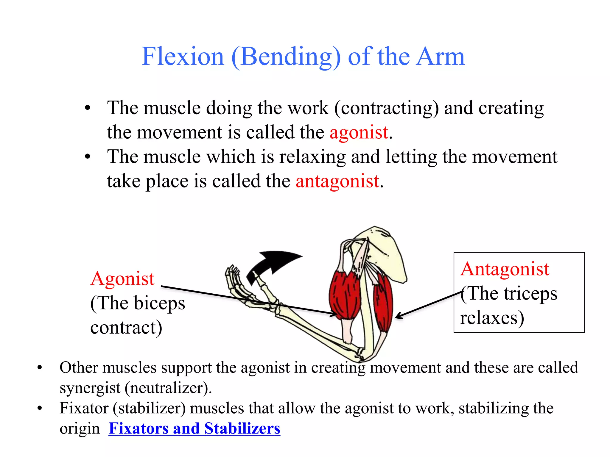 Antagonistic Muscles
• Skeletal muscles work across a joint and are
attached to the bones by fascia known as
tendons.
• They work in pairs, each contracting or
relaxing in turn to create movement.
Ex.Biceps brachii and triceps
brachii work in what is called
Antagonistic Muscle Action.
As one muscle shortens the other
one lengthens.
 