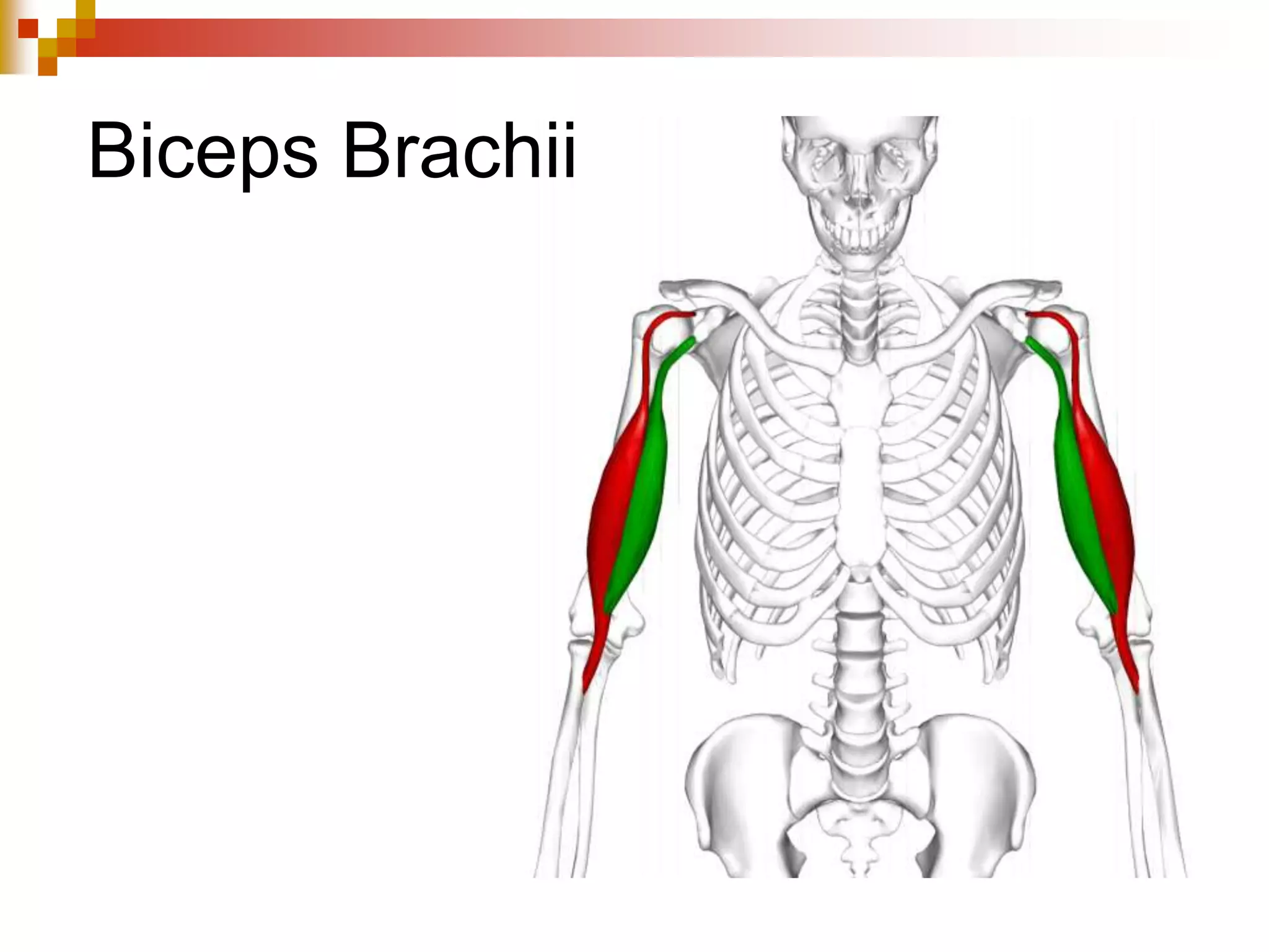 Trapezius
 