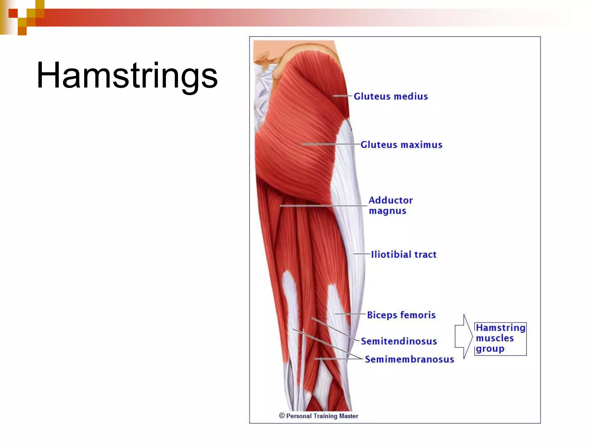 Gastrocnemius
 