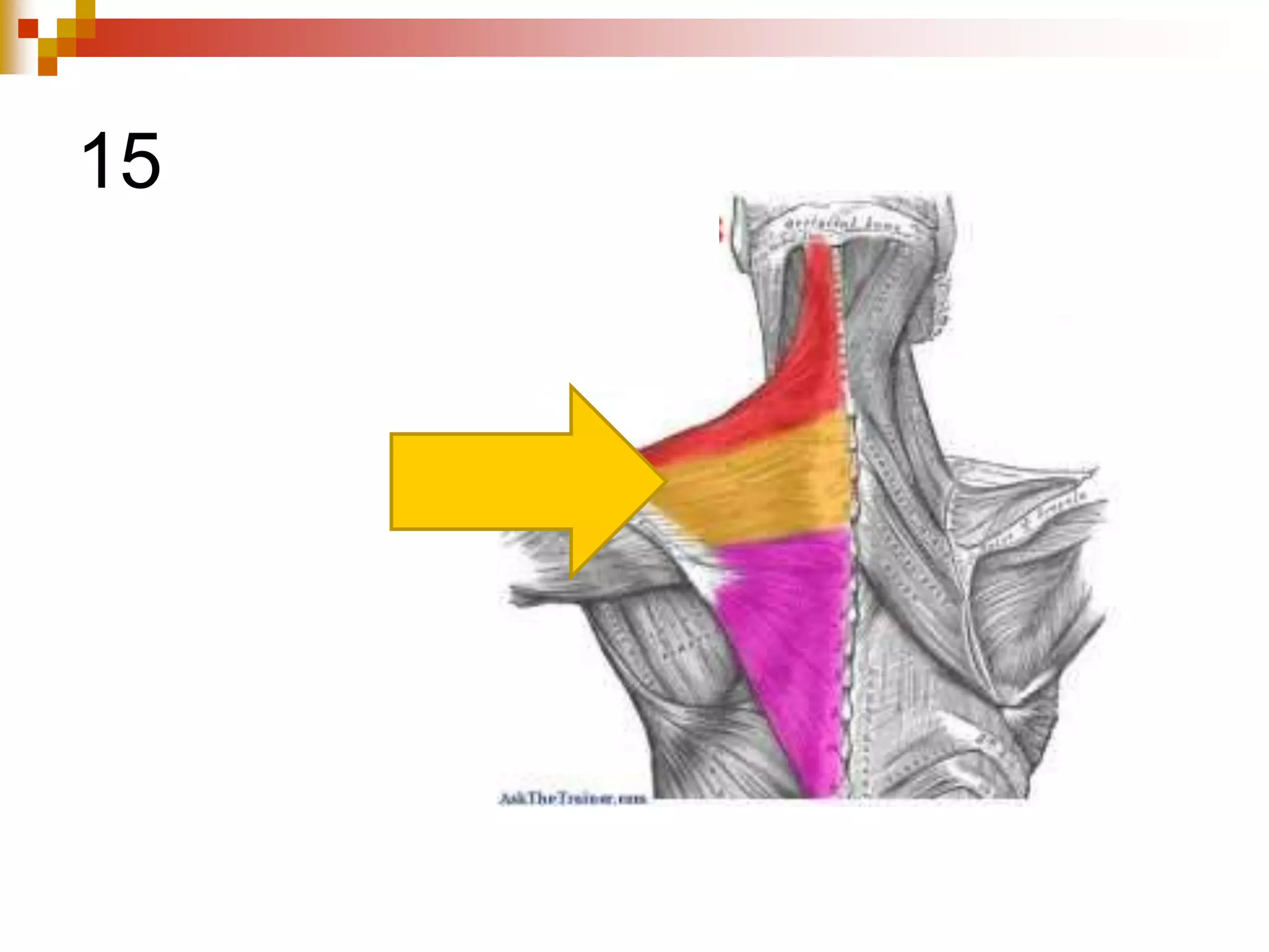 Topic 1.2   muscular system - whole ppt