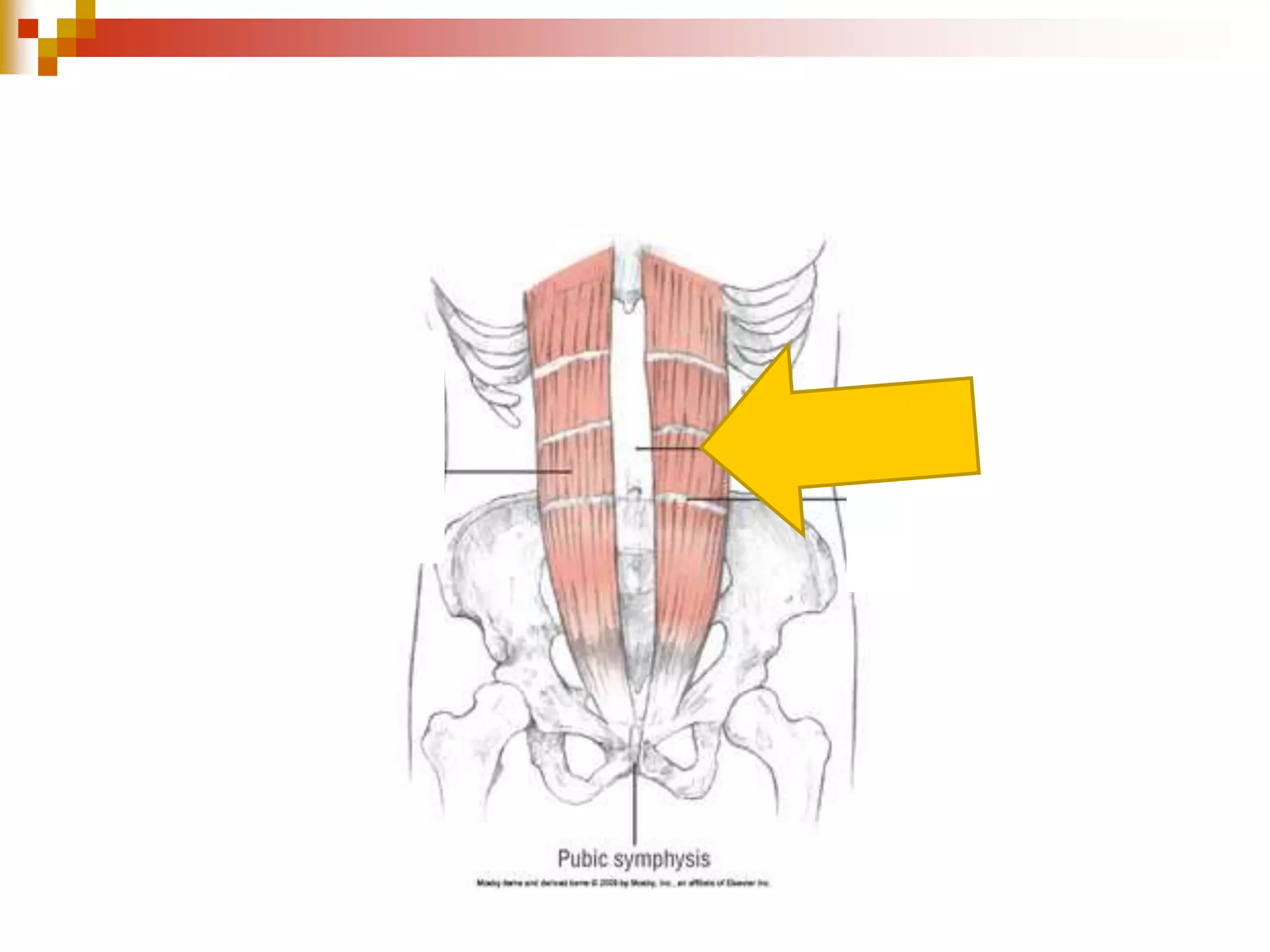 Topic 1.2   muscular system - whole ppt