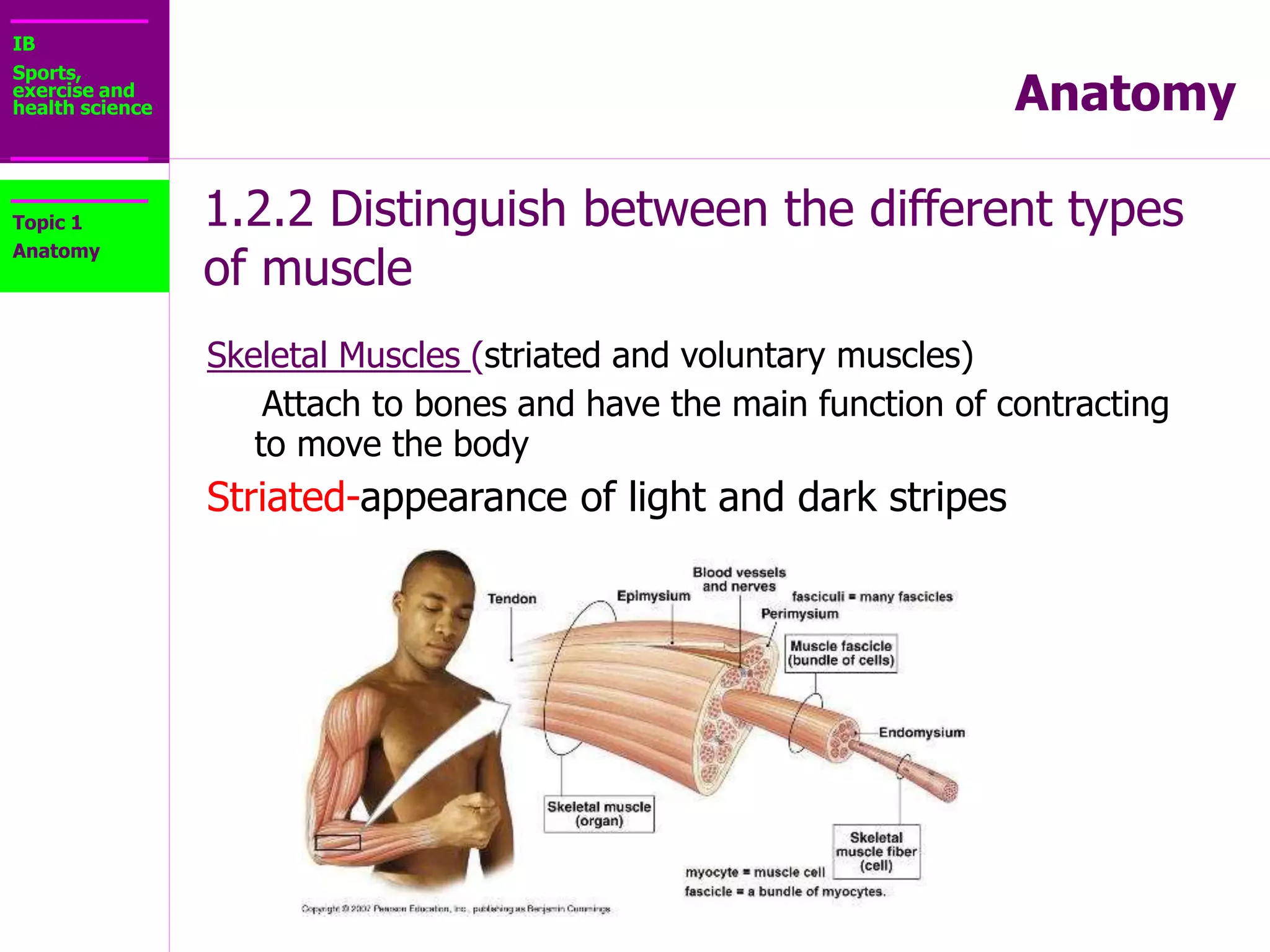 IB
Sports,
exercise and
health science Anatomy
1.2.2 Distinguish between the different types
of muscle
Topic 1
Anatomy
Cardiac muscle only in the
walls of the heart.
Similar to:
skeletal muscle -striated
smooth muscle-
involuntarily controlled
Now complete the Types of
Muscles section in your workbook!
 