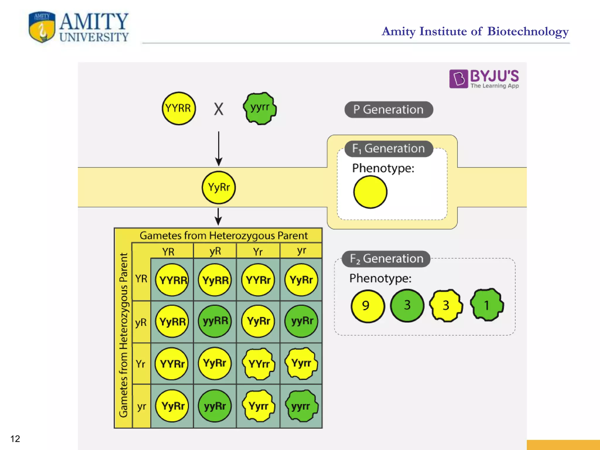 Amity Institute of Biotechnology
12
 