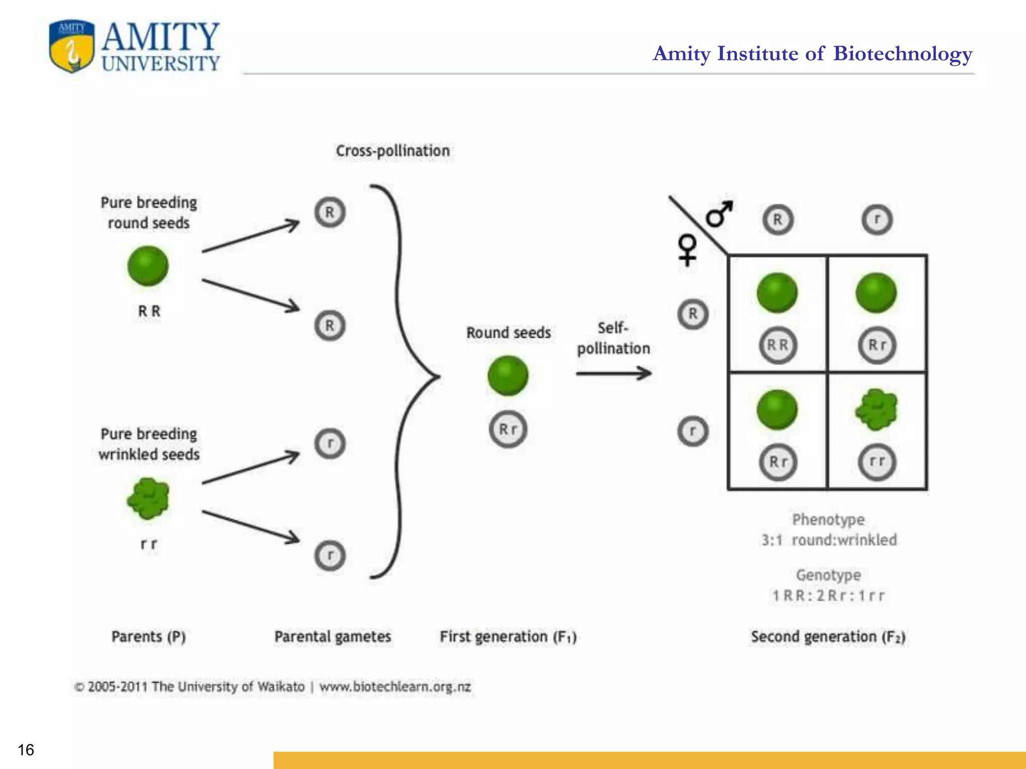 Amity Institute of Biotechnology
16
 