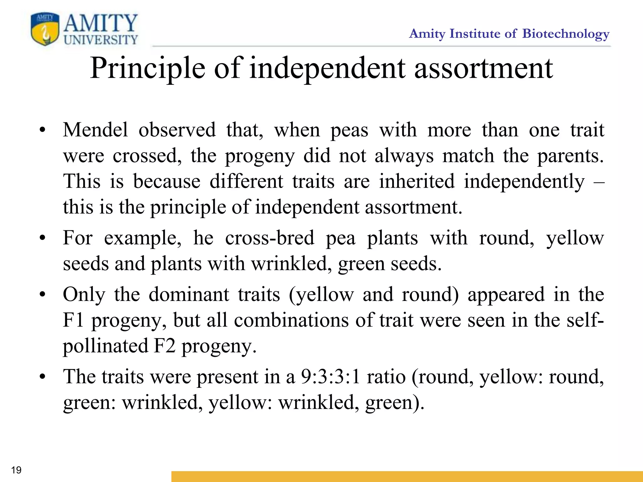 Amity Institute of Biotechnology
Principle of independent assortment
• Mendel observed that, when peas with more than one trait
were crossed, the progeny did not always match the parents.
This is because different traits are inherited independently –
this is the principle of independent assortment.
• For example, he cross-bred pea plants with round, yellow
seeds and plants with wrinkled, green seeds.
• Only the dominant traits (yellow and round) appeared in the
F1 progeny, but all combinations of trait were seen in the self-
pollinated F2 progeny.
• The traits were present in a 9:3:3:1 ratio (round, yellow: round,
green: wrinkled, yellow: wrinkled, green).
19
 