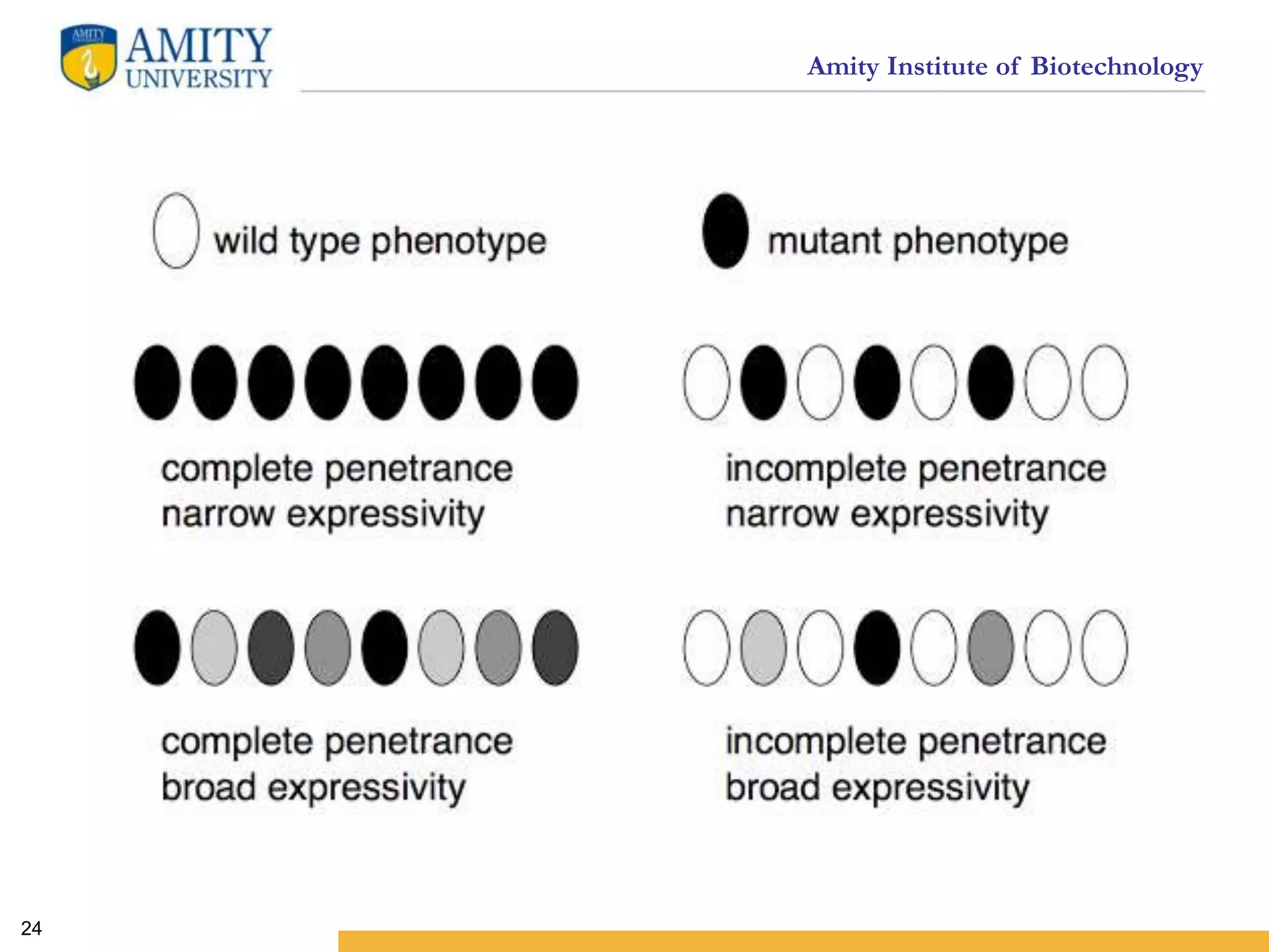 Amity Institute of Biotechnology
24
 