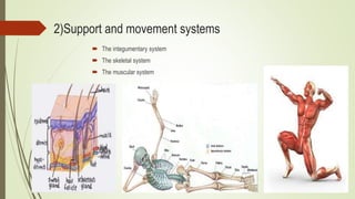 2)Support and movement systems
 The integumentary system
 The skeletal system
 The muscular system
 