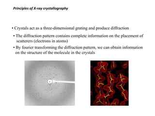 Principles of X-ray crystallography
• Crystals act as a three-dimensional grating and produce diffraction
• The diffraction pattern contains complete information on the placement of
scatterers (electrons in atoms)
• By fourier transforming the diffraction pattern, we can obtain information
on the structure of the molecule in the crystals
 