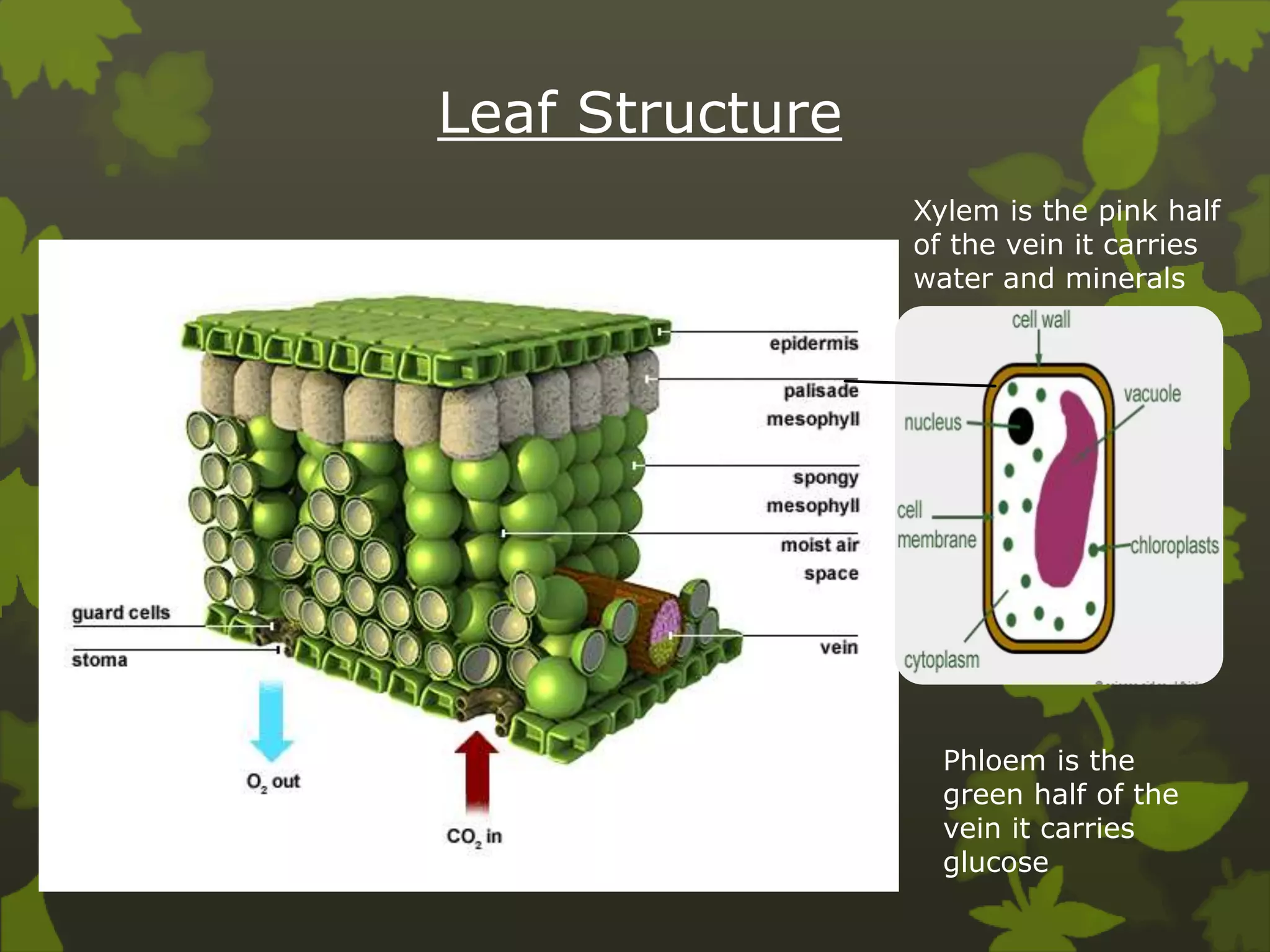 Leaf Structure
Phloem is the
green half of the
vein it carries
glucose
Xylem is the pink half
of the vein it carries
water and minerals
 