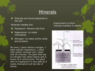 Minerals
 Minerals are found dissolved in
the soil
Minerals needed are:
 Potassium- flowers and fruit
 Magnesium- to make
chlorophyll
 Nitrogen- to make amino acids
and proteins
Experiment to show
mineral nutrition in plants:
We have 1 plant without nitrogen, 1
plant without magnesium, 1 plant
with neither minerals and 1 plant
with all minerals. The plant that has
no nitrogen has yellow leaves and is
brown as it cannot grow. The plant
with no magnesium is very pale as it
needs chlorophyll and has lots of
leaves.
 
