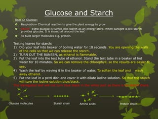 Glucose and Starch
Uses Of Glucose:
 Respiration- Chemical reaction to give the plant energy to grow
 Starch- Extra glucose is turned into starch as an energy store. When sunlight is low starch
provides glucose. It is stored all around the leaf.
 To build larger molecules e.g. protein.
Glucose molecules Starch chain Amino acids Protein chain
Testing leaves for starch:
1) Dip your leaf into beaker of boiling water for 10 seconds. You are opening the walls
of the cells so that we can release the starch.
2) TURN OUT THE BUNSEN, as ethanol is flammable.
3) Put the leaf into the test tube of ethanol. Stand the test tube in a beaker of hot
water for 10 minutes. So we can remove the chlorophyll, so the results are easier to
see.
4) Wash the leaf by waving it in the beaker of water. To soften the leaf and wash
away ethanol.
5) Put the leaf in a petri dish and cover it with dilute iodine solution. So that the starch
will turn the iodine solution blue/black.
The Variegated leaf will not turn blue black in the white part as there is no starch there.
 