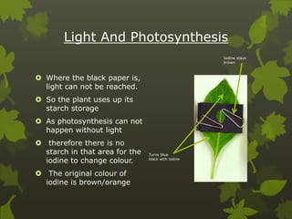 Light And Photosynthesis
 Where the black paper is,
light can not be reached.
 So the plant uses up its
starch storage
 As photosynthesis can not
happen without light
 therefore there is no
starch in that area for the
iodine to change colour.
 The original colour of
iodine is brown/orange
Turns blue
black with iodine
Iodine stays
brown
 
