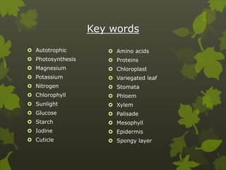 Key words
 Autotrophic
 Photosynthesis
 Magnesium
 Potassium
 Nitrogen
 Chlorophyll
 Sunlight
 Glucose
 Starch
 Iodine
 Cuticle
 Amino acids
 Proteins
 Chloroplast
 Variegated leaf
 Stomata
 Phloem
 Xylem
 Palisade
 Mesophyll
 Epidermis
 Spongy layer
 