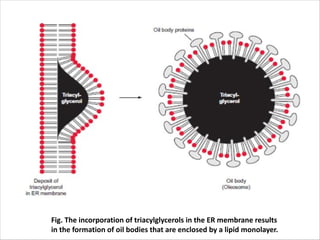 Fig. The incorporation of triacylglycerols in the ER membrane results
in the formation of oil bodies that are enclosed by a lipid monolayer.
 