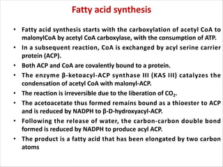 Fatty acid synthesis
• Fatty acid synthesis starts with the carboxylation of acetyl CoA to
malonylCoA by acetyl CoA carboxylase, with the consumption of ATP.
• In a subsequent reaction, CoA is exchanged by acyl serine carrier
protein (ACP).
• Both ACP and CoA are covalently bound to a protein.
• The enzyme β-ketoacyl-ACP synthase III (KAS III) catalyzes the
condensation of acetyl CoA with malonyl-ACP.
• The reaction is irreversible due to the liberation of CO2.
• The acetoacetate thus formed remains bound as a thioester to ACP
and is reduced by NADPH to β-D-hydroxyacyl-ACP.
• Following the release of water, the carbon-carbon double bond
formed is reduced by NADPH to produce acyl ACP.
• The product is a fatty acid that has been elongated by two carbon
atoms
 