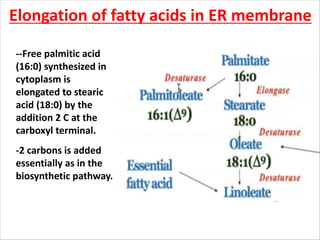 Elongation of fatty acids in ER membrane
--Free palmitic acid
(16:0) synthesized in
cytoplasm is
elongated to stearic
acid (18:0) by the
addition 2 C at the
carboxyl terminal.
-2 carbons is added
essentially as in the
biosynthetic pathway.
 