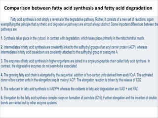 Comparison between fatty acid synthesis and fatty acid degradation
 