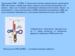 Транспортні РНК  (тРНК). У цитоплазмі клітини завжди існують транспортні
РНК. На одному з кінців вони мають триплет нуклеотидів (антикодон), а на
іншому - місце для з’єднання з відповідною амінокислотою (кодон). Кодон – це
послідовність з трьох нуклеотидів в мРНК, відповідна послідовності ДНК, що
кодує визначену амінокислоту. Для кожної амінокислоти існує своя тРНК.
Амінокислота ковалентно приєднується
до 3'- кінця молекули за допомогою
ферменту аміноацил-тРНК-синтетази.
Рибосомальні РНК (рРНК) — головний компонент рибосом.
 