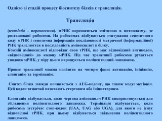Однією зі стадій процесу біосинтезу білків є трансляція.
Трансляція
(translatio - перенесення). мРНК переноситься клітиною в цитоплазму, де
розташовані рибосоми. На рибосомах відбувається зчитування генетичного
коду мРНК і генетична інформація послідовності матричної (інформаційної)
РНК транслюєтся в послідовність амінокислот в білку.
Кожній амінокислоті відповідає своя тРНК, що має відповідний антикодон,
«відповідний» до кодону мРНК. Під час трансляції рибосома рухається
уподовж мРНК, у міру цього нарощується поліпептидний ланцюжок.
Процес трансляції можна поділити на чотири фази: активацію, ініціацію,
елонгацію та термінацію.
Синтез білка завжди починається з AUG-кодону, що також кодує метіонін.
Цей кодон зазвичай називають стартовим або ініциаторним.
Елонгація відбувається, коли чергова аміноацил-тРНК використовується для
збільшення поліпептидного ланцюжка. Термінація відбувається, коли
рибосома зустрічає стоп-кодон (UAA, UAG або UGA), для якого не існує
відповідної тРНК, при цьому відбувається звільнення поліпептидного
ланцюжка.
 