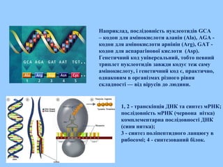 Наприклад, послідовність нуклеотидів GCA
– кодон для амінокислоти аланін (Ala), AGA -
кодон для амінокислоти арнінін (Arg), GAT -
кодон для аспарагінової кислоти (Asp).
Генетичний код універсальний, тобто певний
триплет нуклеотидів завжди кодує теж саму
амінокислоту, і генетичний код є, практично,
однаковим в організмах різного рівня
складності — від вірусів до людини.
1, 2 - транскіпція ДНК та синтез мРНК;
послідовність мРНК (червона нітка)
комплементарна послідовності ДНК
(синя нитка);
3 - синтез поліпептидного ланцюгу в
рибосомі; 4 - синтезований білок.
 