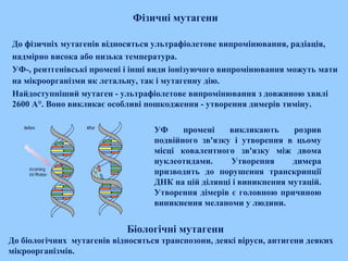 Фізичні мутагени
До фізичніх мутагенів відносяться ультрафіолетове випромінювання, радіація,
надмірно висока або низька температура.
УФ-, рентгенівські промені і інші види іонізуючого випромінювання можуть мати
на мікроорганізми як летальну, так і мутагенну дію.
Найдоступніший мутаген - ультрафіолетове випромінювання з довжиною хвилі
2600 А°. Воно викликає особливі пошкодження - утворення димерів тиміну.
Біологічні мутагени
До біологічних мутагенів відносяться транспозони, деякі віруси, антигени деяких
мікроорганізмів.
УФ промені викликають розрив
подвійного зв'язку і утворення в цьому
місці ковалентного зв'язку між двома
нуклеотидами. Утворення димера
призводить до порушення транскрипції
ДНК на цій ділянці і виникнення мутацій.
Утворення дімерів є головною причиною
виникнення меланоми у людини.
 