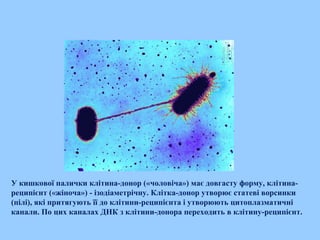 У кишкової палички клітина-донор («чоловіча») має довгасту форму, клітина-
реципієнт («жіноча») - ізодіаметрічну. Клітка-донор утворює статеві ворсинки
(пілі), які притягують її до клітини-реципієнта і утворюють цитоплазматичні
канали. По цих каналах ДНК з клітини-донора переходить в клітину-реципієнт. 
 