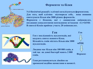 Ферменти та білки
Усі біохімічні реакції у клітині каталізуються ферментами.
Для того, щоб клітина відтворила себе, вона повинна
синтезувати більш ніж 3000 різних ферментів.
Ферменти є білками, які є ланцюгами амінокислот,
поєднаних ковалентними пептидними зв’язками -C(=O)NH-
В синтезі білків приймає участь 20 амінокислот.
Ген
Ген є послідовність нуклеотидів, які
кодують синтез певного білка.
Більшість генів містять більш ніж 1000
нуклеотидів.
Людина має більш ніж 100 000 генів, в
той час як деякі бактерії мають 2 000
генів.
Гени розташовуються лінейно на
хромосомі подібно намистини в намисті.
Ген
мРНК
Фермент
 