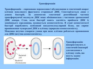   Трансформація
Трансформація - спрямоване перенесення і вбудовування в генетичний апарат
клітини невеликого фрагмента сторонньої ДНК. Спостерігається лише у
деяких бактерій. За допомогою генетичної рекомбінації частина
трансформуючої молекули ДНК може обмінюватися з частиною хромосомної
ДНК донора.  Стан, коли бактерії мають здатність приймати ДНК із
зовнішнього середовища, називається компетентістю. В стані компетентості
бактерії виробляють особливий низькомолекулярний білок, що сприяє
проникненню чужеродної ДНК в клітину (природна компетентність).
Можливо штучно створити умови при яких клітини робляться проникними
для ДНК (штучна компетентність).
Трансформацію
використовують в
генетичній інженерії
для введення в
клітину генів, що
несуть задану
інформацію.
 