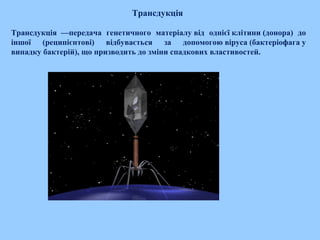 Трансдукція
Трансдукція —передача генетичного матеріалу від однієї клітини (донора) до
іншої (реципієнтові) відбувається за допомогою віруса (бактеріофага у
випадку бактерій), що призводить до зміни спадкових властивостей.
 
 