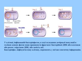 У клітині, інфікованій бактеріофагом, в ході складання дочірньої популяції в
голівки деяких фагов може проникнути фрагмент бактерійної ДНК або плазмиди
або разом з вірусною ДНК, або замість неї.
Бактеріофаг, інфікуючи нову клітину, переносить у неї цю генетичну інформацію.
 