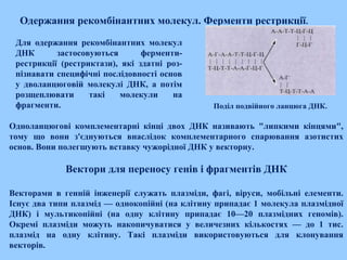   Одержання рекомбінантних молекул. Ферменти рестрикції.
Для одержання рекомбінантних молекул
ДНК застосовуються ферменти­
рестрикції (рестриктази), які здатні роз­
пізнавати специфічні послідовності основ
у дволанцюговій молекулі ДНК, а потім
розщеплювати такі молекули на
фрагменти. Поділ подвійного ланцюга ДНК.
 
Одноланцюгові комплементарні кінці двох ДНК називають "липкими кінцями",
тому що вони з'єднуються внаслідок комплементарного спарювання азотистих
основ. Вони полегшують вставку чужорідної ДНК у векторну.
Вектори для переносу генів і фрагментів ДНК
Векторами в генній інженерії служать плазміди, фагі, віруси, мобільні елементи.
Існує два типи плазмід — однокопійні (на клітину припадає 1 молекула плазмідної
ДНК) і мультикопійні (на одну клітину припадає 10—20 плазмідних геномів).
Окремі плазміди можуть накопичуватися у величезних кількостях — до 1 тис.
плазмід на одну клітину. Такі плазміди використовуються для клонування
векторів.
 