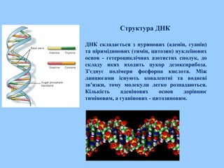 Структура ДНК
ДНК складається з пуринових (аденін, гуанін)
та піримідинових (тимін, цитозин) нуклеїнових
основ - гетероциклічних азотистих сполук, до
складу яких входить цукор дезоксирибоза.
З’єднує полімери фосфорна кислота. Між
ланцюгами існують ковалентні та водневі
зв’язки, тому молекули легко розпадаються.
Кількість аденінових основ дорівнює
тиміновим, а гуанінових - цитозиновим.
 