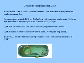 Довжина прокаріотної ДНК
Якщо взяти ДНК із однієї клітини людини, то її довжина буде приблизно
дорівнюватися 1м.
Довжина спрямленої ДНК від Escherichia coli дорівнює приблизно 1000 µm,
хоч довжина самої бактеріальної клітини складає 2 µм.
ДНК із Escherichia coli має 4 мільйонів пар нуклеотидних основ.
ДНК із однієї клітини людини містить біля 3 мільярдів пар основ.
Бактеріальна клітина має одну хромосому, яка є кільцевою молекулою
ДНК.
 