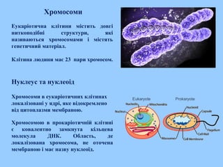 Хромосоми
Еукаріотична клітини містить довгі
ниткоподібні структури, які
називаються хромосомами і містять
генетичний матеріал.
Клітина людини має 23 пари хромосом.
Нуклеус та нуклеоід
Хромосоми в еукаріотичних клітинах
локалізовані у ядрі, яке відокремлено
від цитоплазми мембраною.
Хромосомою в прокаріотичній клітині
є ковалентно замкнута кільцева
молекула ДНК. Область, де
локалізована хромосома, не оточена
мембраною і має назву нуклеоїд.
 