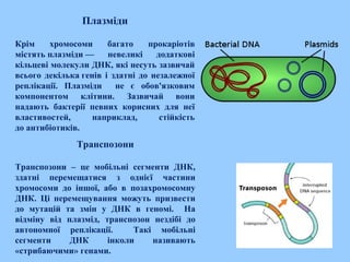 Плазміди
Крім хромосоми багато прокаріотів
містять плазміди — невеликі додаткові
кільцеві молекули ДНК, які несуть зазвичай
всього декілька генів і здатні до незалежної
реплікації. Плазміди не є обов'язковим
компонентом клітини. Зазвичай вони
надають бактерії певних корисних для неї
властивостей, наприклад, стійкість
до антибіотиків.
Транспозони
Транспозони – це мобільні сегменти ДНК,
здатні перемещатися з однієї частини
хромосоми до іншої, або в позахромосомну
ДНК. Ці перемещування можуть призвести
до мутацій та змін у ДНК в геномі. На
відміну від плазмід, транспозон нездібі до
автономної реплікації. Такі мобільні
сегменти ДНК інколи називають
«стрибаючими» генами.
 