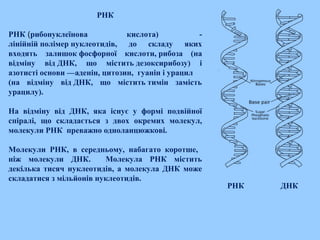 РНК
РНК (рибонуклеїнова кислота) -
лінійній полімер нуклеотидів, до складу яких
входять залишок фосфорної кислоти, рибоза (на
відміну від ДНК, що містить дезоксирибозу) і
азотисті основи —аденін, цитозин, гуанін і урацил
(на відміну від ДНК, що містить тимін замість
урацилу).
На відміну від ДНК, яка існує у формі подвійної
спіралі, що складається з двох окремих молекул,
молекули РНК преважно одноланцюжкові.
Молекули РНК, в середньому, набагато коротше,
ніж молекули ДНК. Молекула РНК містить
декілька тисяч нуклеотидів, а молекула ДНК може
складатися з мільйонів нуклеотидів.
ДНКРНК
 
