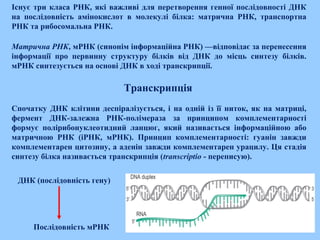 Існує три класа РНК, які важливі для перетворення генної послідовності ДНК
на послідовність амінокислот в молекулі білка: матрична РНК, транспортна
РНК та рибосомальна РНК.
Матрична РНК, мРНК (синонім інформаційна РНК) —відповідає за перенесення
інформації про первинну структуру білків від ДНК до місць синтезу білків.
мРНК синтезується на основі ДНК в ході транскрипції.
Транскрипція
Спочатку ДНК клітини деспіралізується, і на одній із її ниток, як на матриці,
фермент ДНК-залежна РНК-полімераза за принципом комплементарності
формує полірибонуклеотидний ланцюг, який називається інформаційною або
матричною РНК (іРНК, мРНК). Принцип комплементарності: гуанін завжди
комплементарен цитозину, а аденін завжди комплементарен урацилу. Ця стадія
синтезу білка називається транскрипція (transcriptio - переписую).
ДНК (послідовність гену)
Послідовність мРНК
 