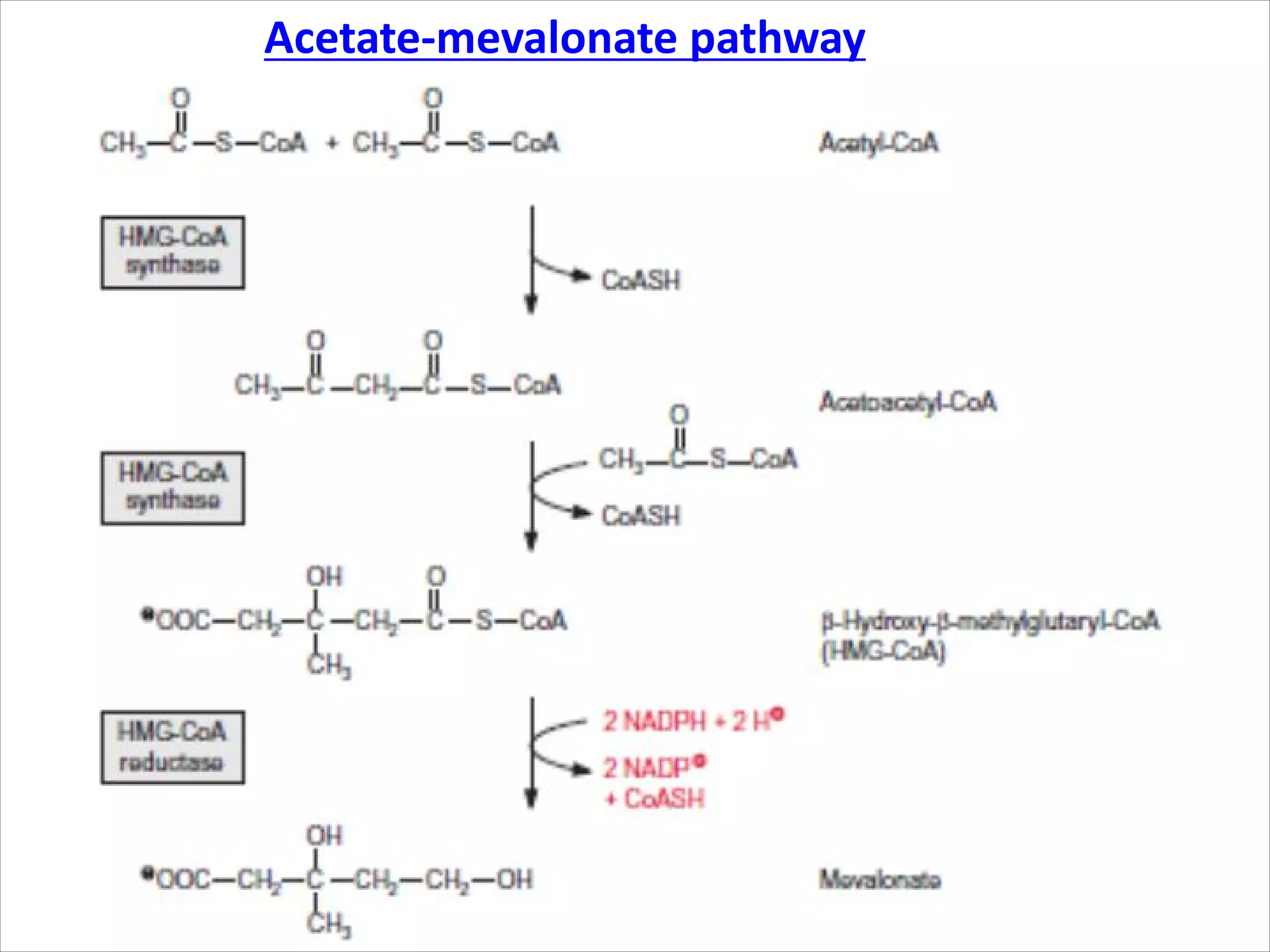 Acetate-mevalonate pathway
 