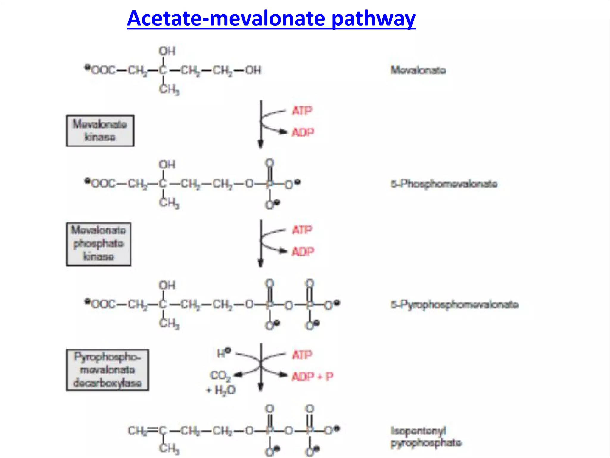 Acetate-mevalonate pathway
 