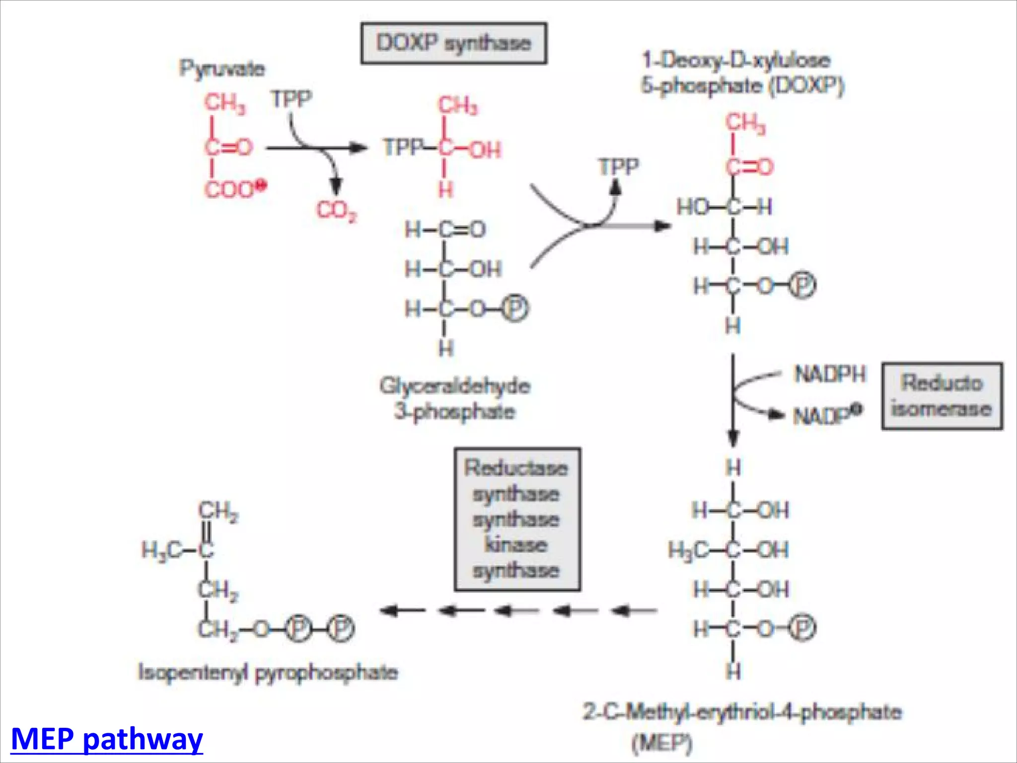 MEP pathway
 
