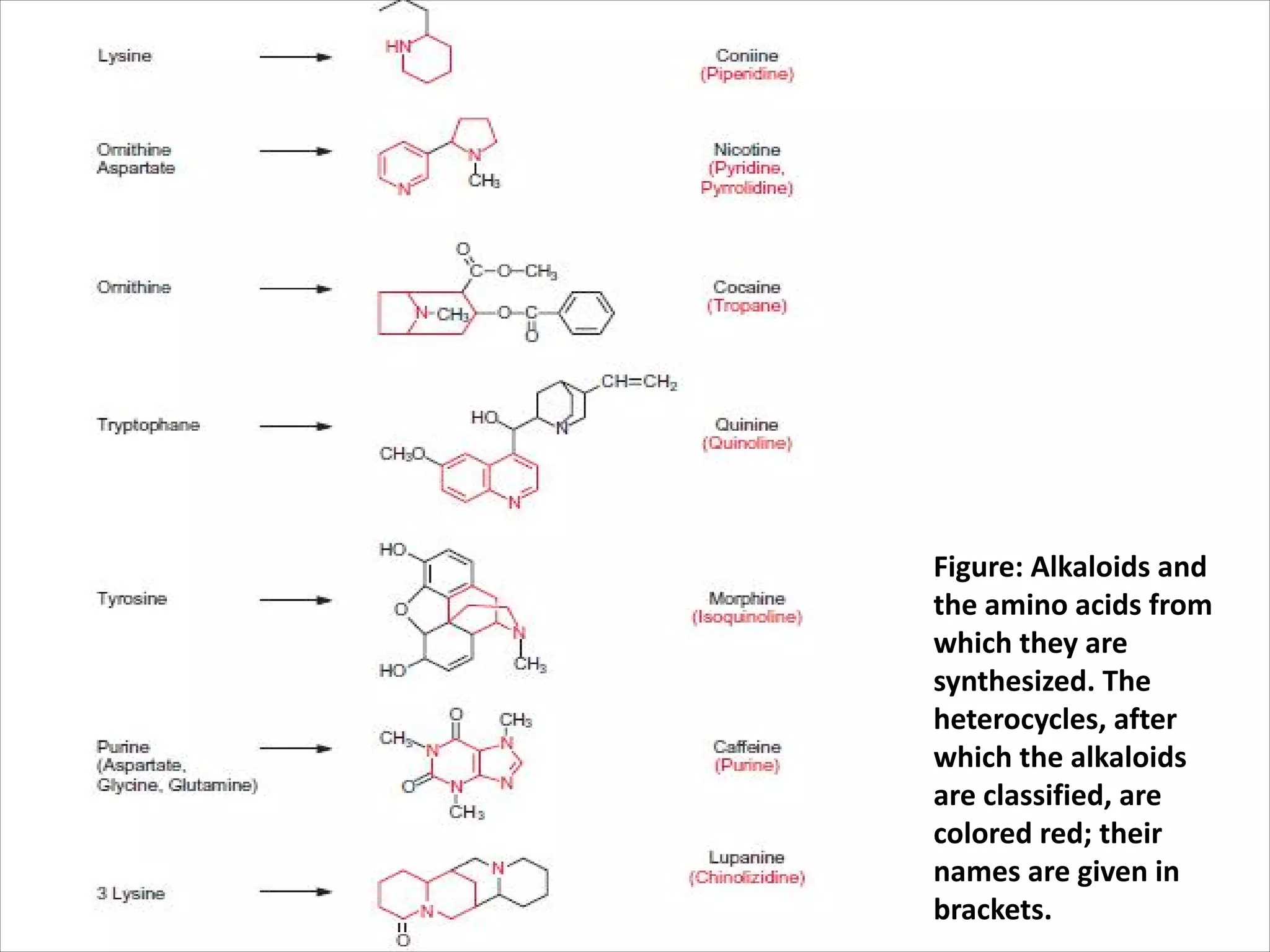 Figure: Alkaloids and
the amino acids from
which they are
synthesized. The
heterocycles, after
which the alkaloids
are classified, are
colored red; their
names are given in
brackets.
 