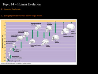 human evolution | PPT