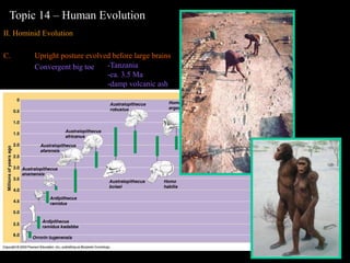 human evolution | PPT