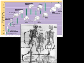 human evolution | PPT