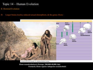 human evolution | PPT